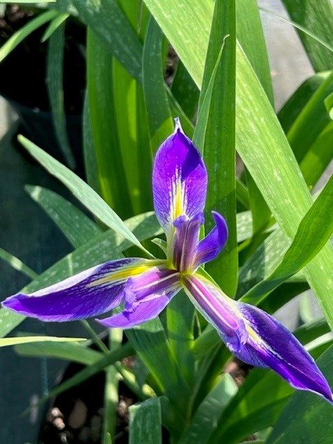 iris-hexagona-hexagona-dixie-iris