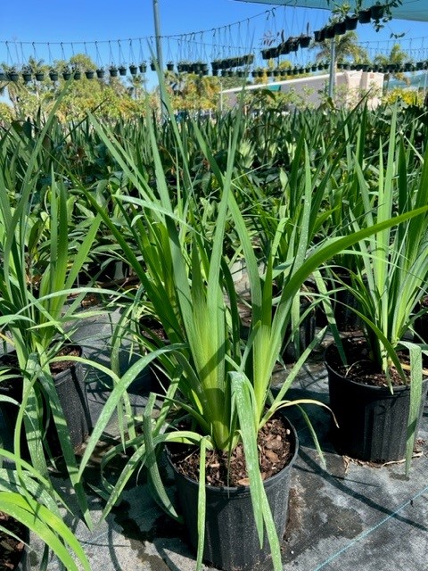 iris-hexagona-hexagona-dixie-iris