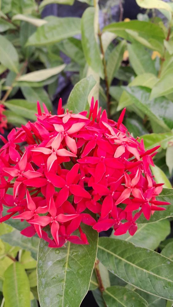 ixora-casei-super-king-ixora-duffii-super-king