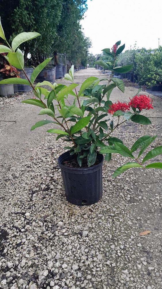 ixora-casei-super-king-ixora-duffii-super-king