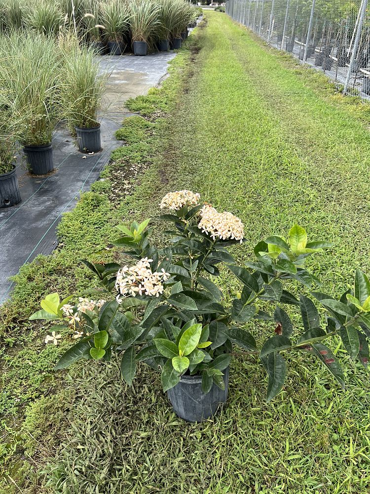 ixora-coccinea-frankie-hipp-flame-of-the-woods-jungle-flame-jungle-geranium