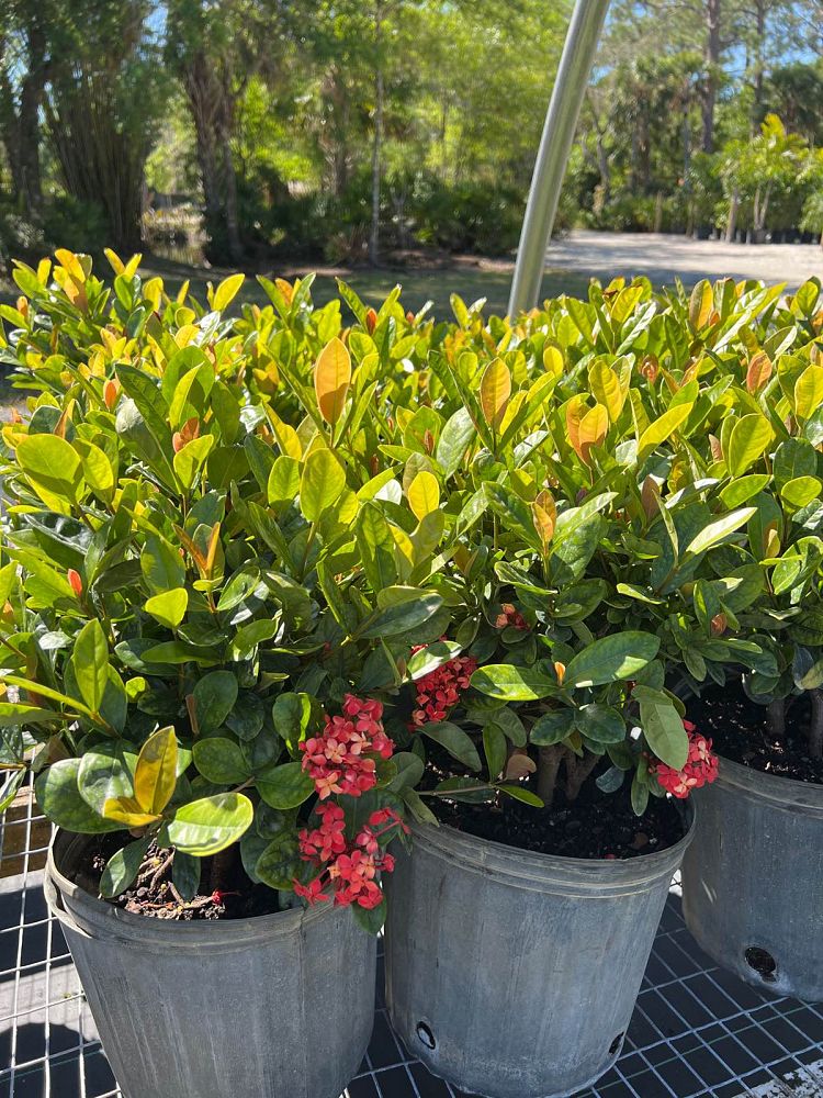 ixora-coccinea-maui-red-flame-of-the-woods-jungle-flame-jungle-geranium