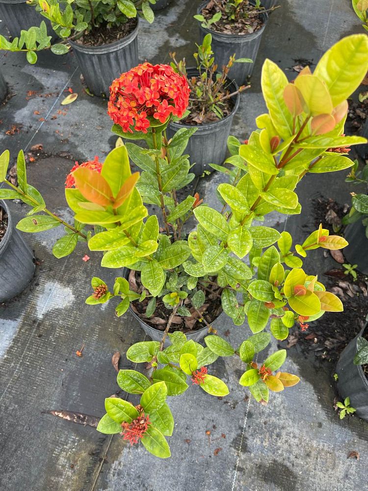 ixora-coccinea-maui-red-flame-of-the-woods-jungle-flame-jungle-geranium