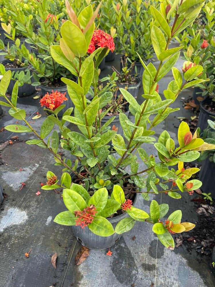 ixora-coccinea-maui-red-flame-of-the-woods-jungle-flame-jungle-geranium