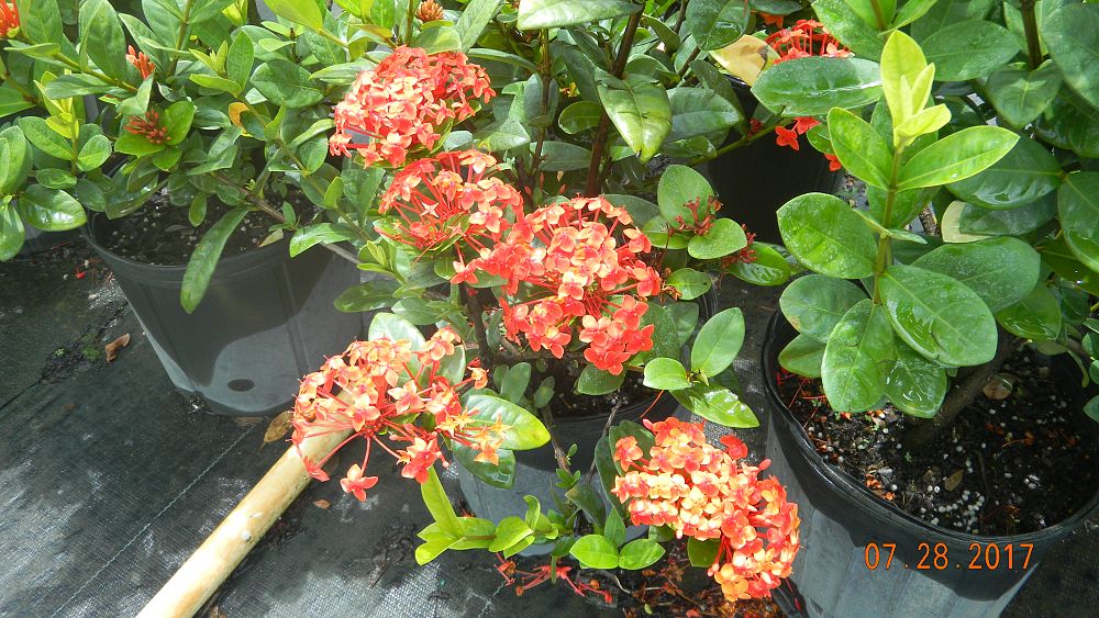 ixora-coccinea-maui-red-flame-of-the-woods-jungle-flame-jungle-geranium