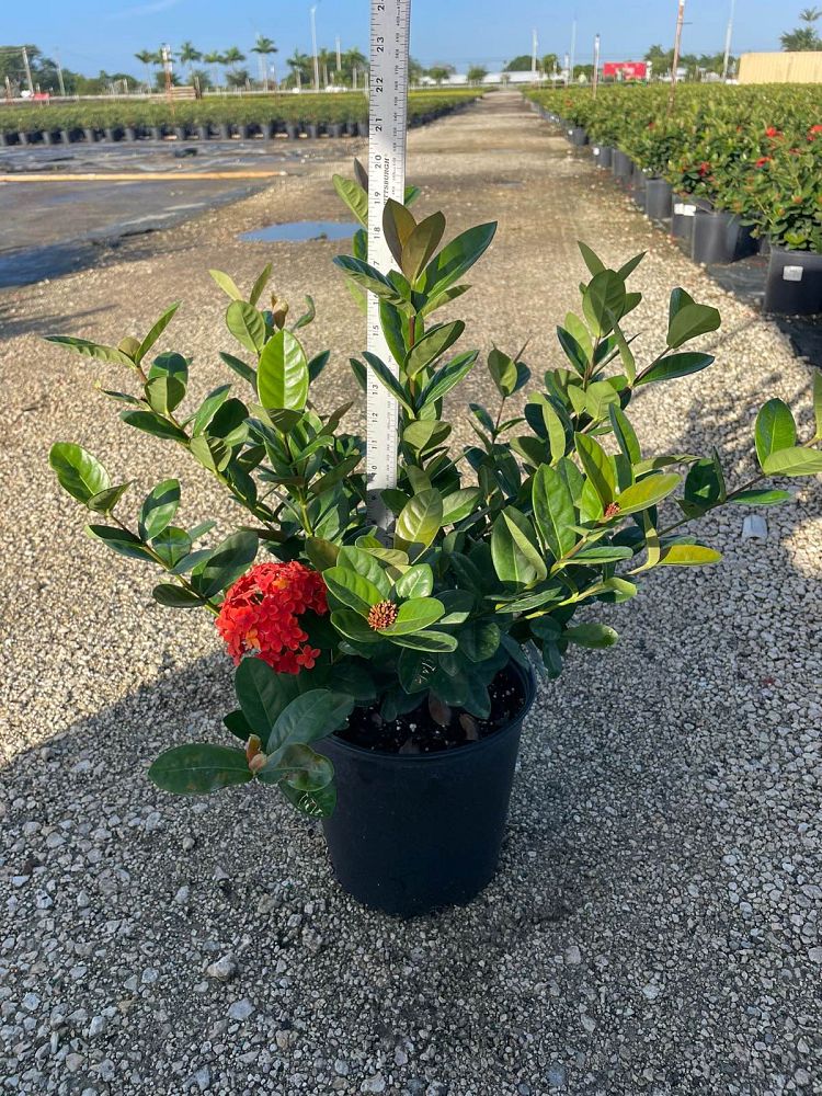 ixora-coccinea-maui-red-flame-of-the-woods-jungle-flame-jungle-geranium