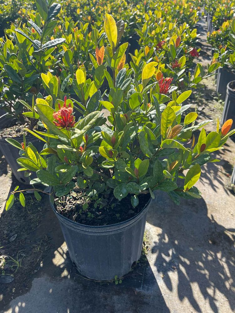 ixora-coccinea-maui-red-flame-of-the-woods-jungle-flame-jungle-geranium