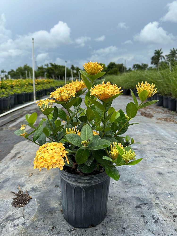 ixora-coccinea-maui-yellow-flame-of-the-woods-jungle-flame-jungle-geranium