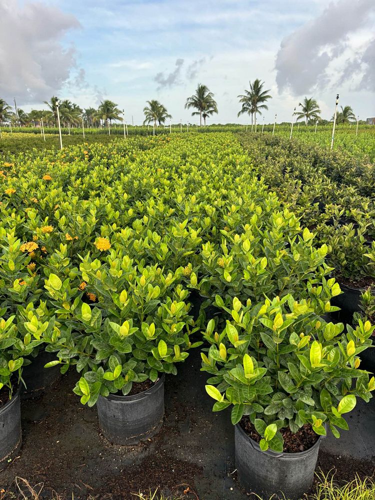 ixora-coccinea-maui-yellow-flame-of-the-woods-jungle-flame-jungle-geranium