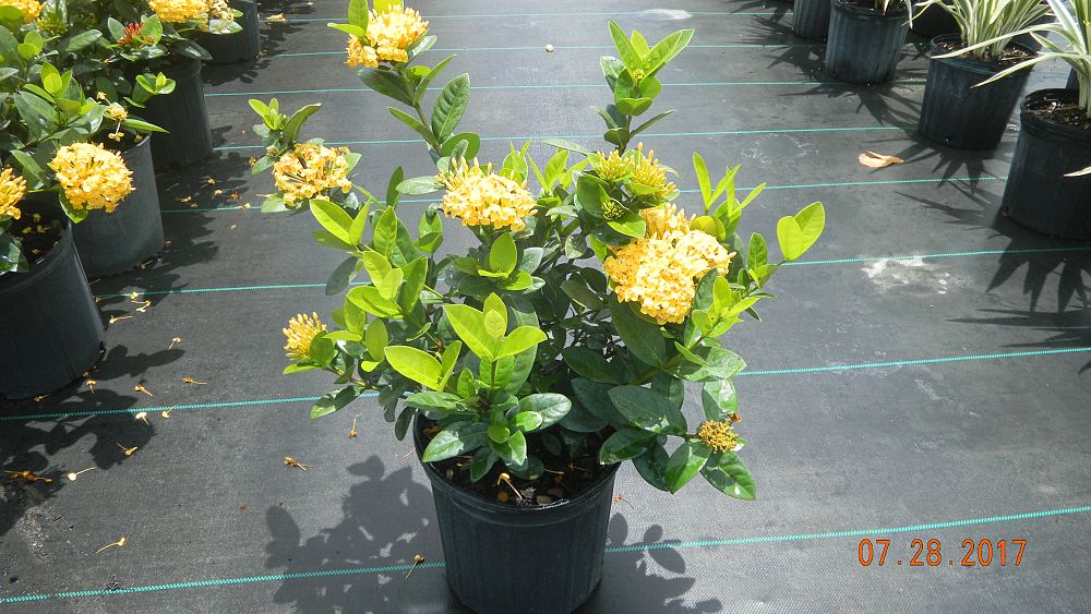 ixora-coccinea-maui-yellow-flame-of-the-woods-jungle-flame-jungle-geranium