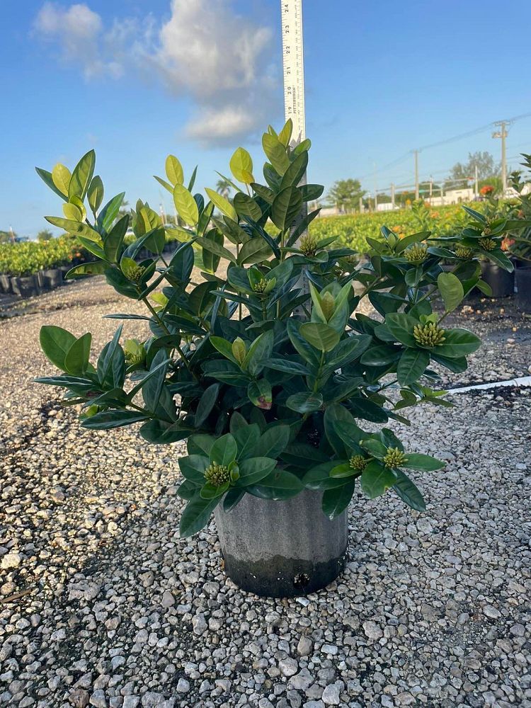 ixora-coccinea-maui-yellow-flame-of-the-woods-jungle-flame-jungle-geranium