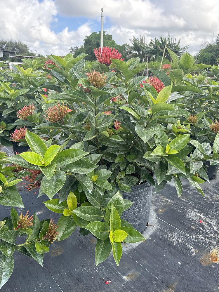 ixora-coccinea-nora-grant-flame-of-the-woods-jungle-flame-jungle-geranium