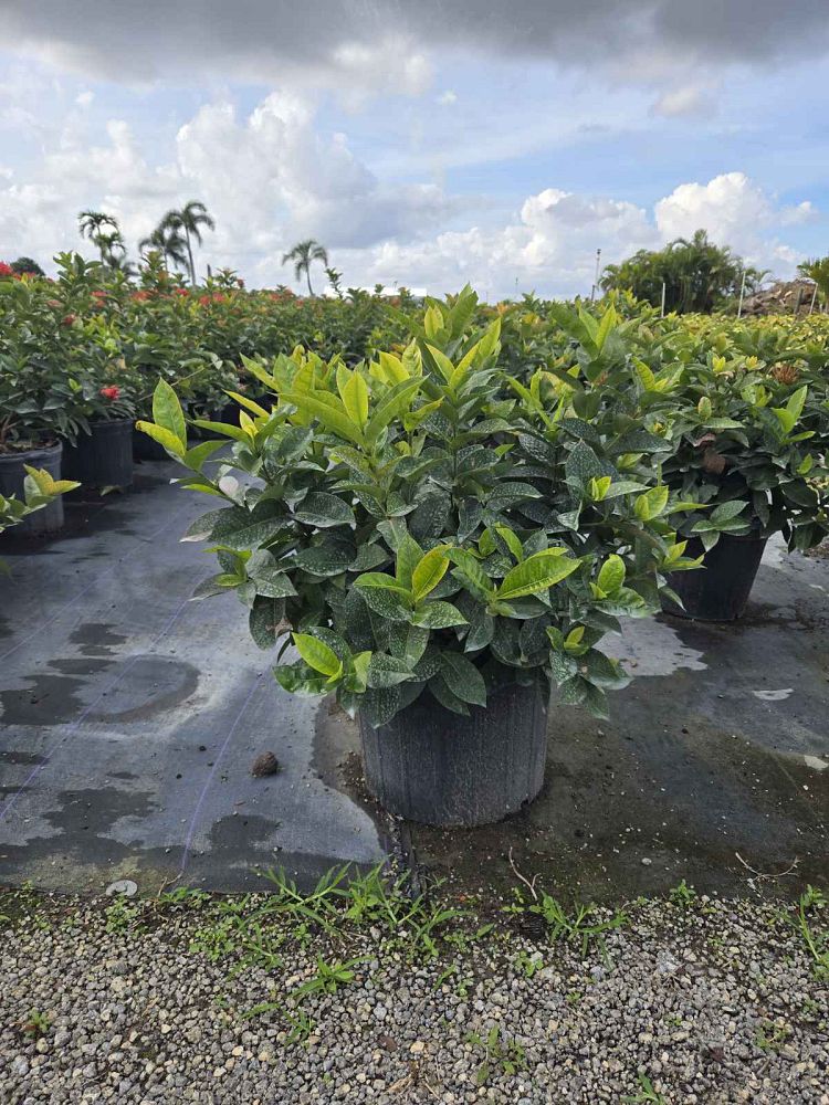 ixora-coccinea-nora-grant-flame-of-the-woods-jungle-flame-jungle-geranium