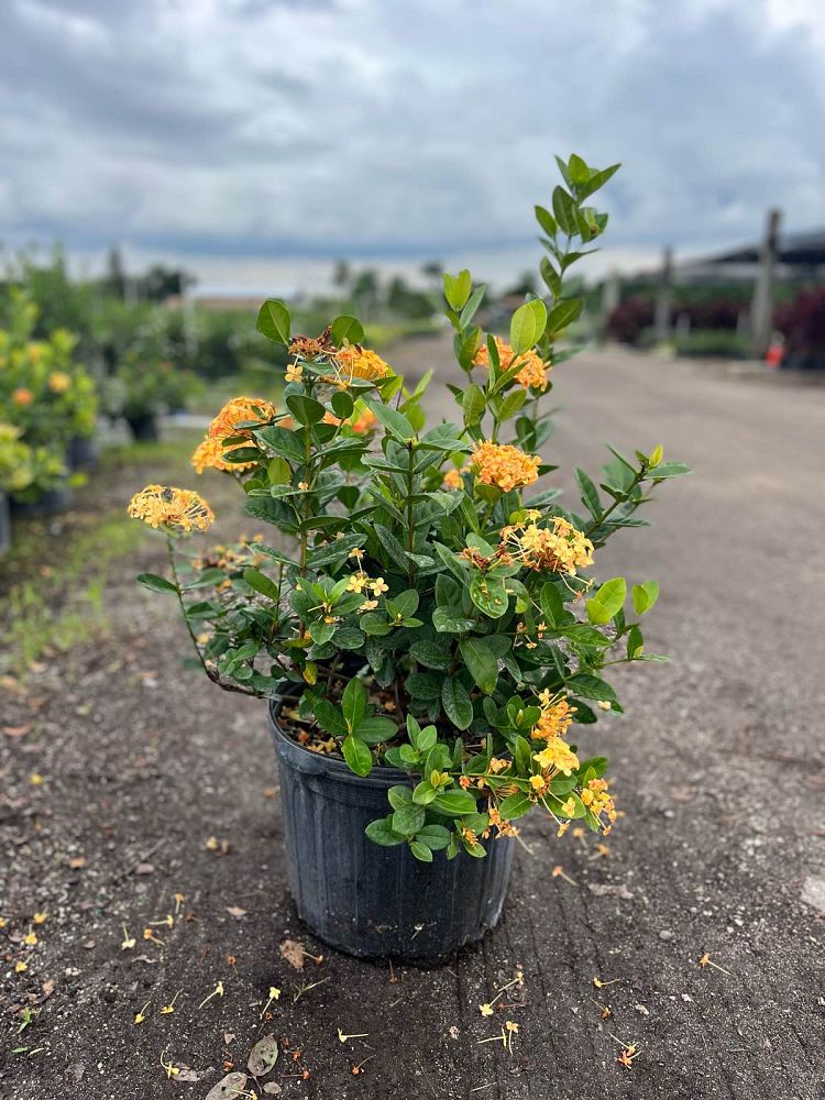 ixora-maui-hybrid-ixora