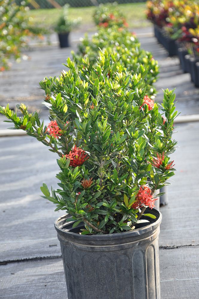 ixora-petite-red-flame-of-the-woods-jungle-flame-jungel-geranium