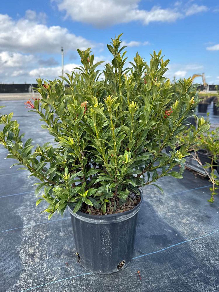 ixora-taiwanensis-dwarf-miniature-orange-carmen-flame-of-the-woods-jungle-flame-dwarf-ixora