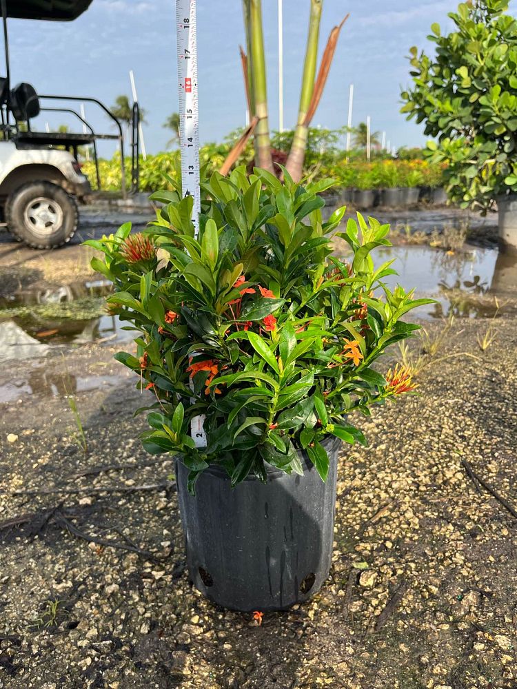 ixora-taiwanensis-dwarf-miniature-orange-carmen-flame-of-the-woods-jungle-flame-dwarf-ixora