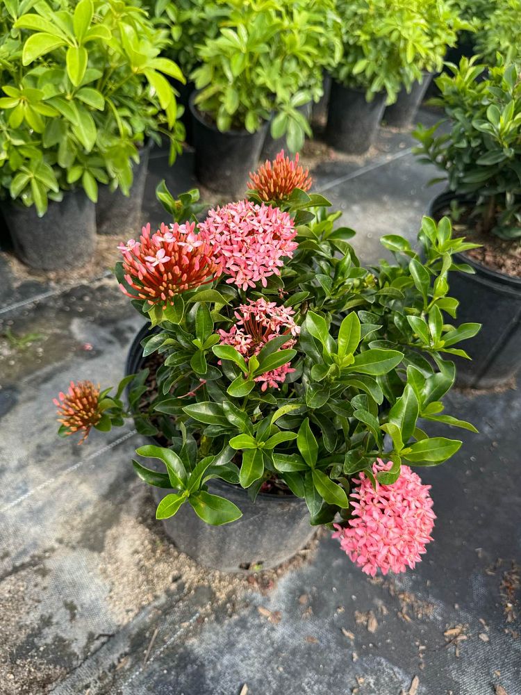 ixora-taiwanensis-dwarf-pink-flame-of-the-woods-jungle-flame-dwarf-ixora