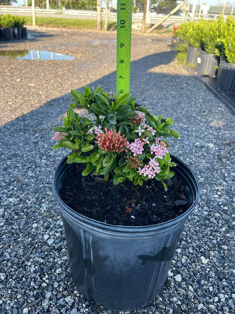 ixora-taiwanensis-dwarf-pink-flame-of-the-woods-jungle-flame-dwarf-ixora