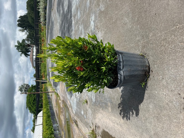 ixora-taiwanensis-dwarf-red-flame-of-the-woods-jungle-flame-dwarf-ixora