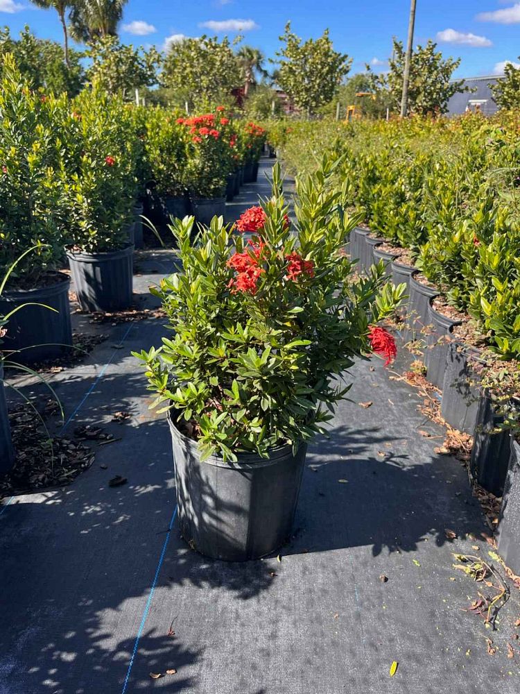 ixora-taiwanensis-dwarf-red-flame-of-the-woods-jungle-flame-dwarf-ixora