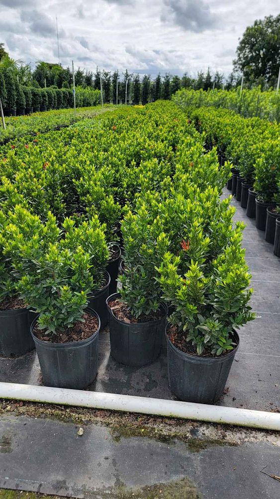 ixora-taiwanensis-dwarf-red-flame-of-the-woods-jungle-flame-dwarf-ixora