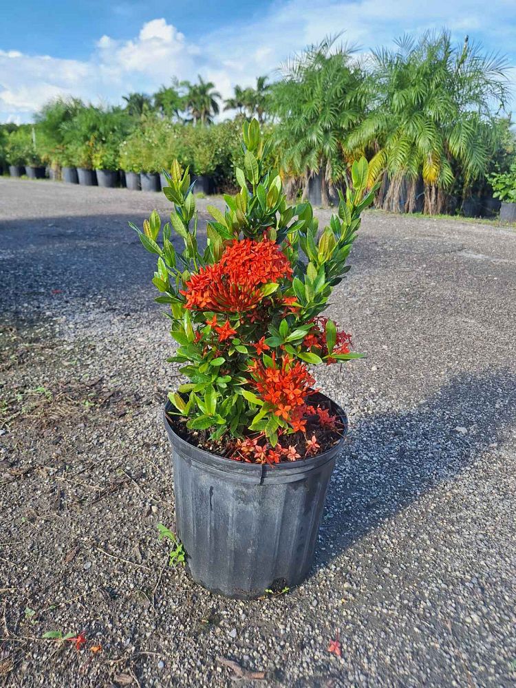 ixora-taiwanensis-dwarf-red-flame-of-the-woods-jungle-flame-dwarf-ixora