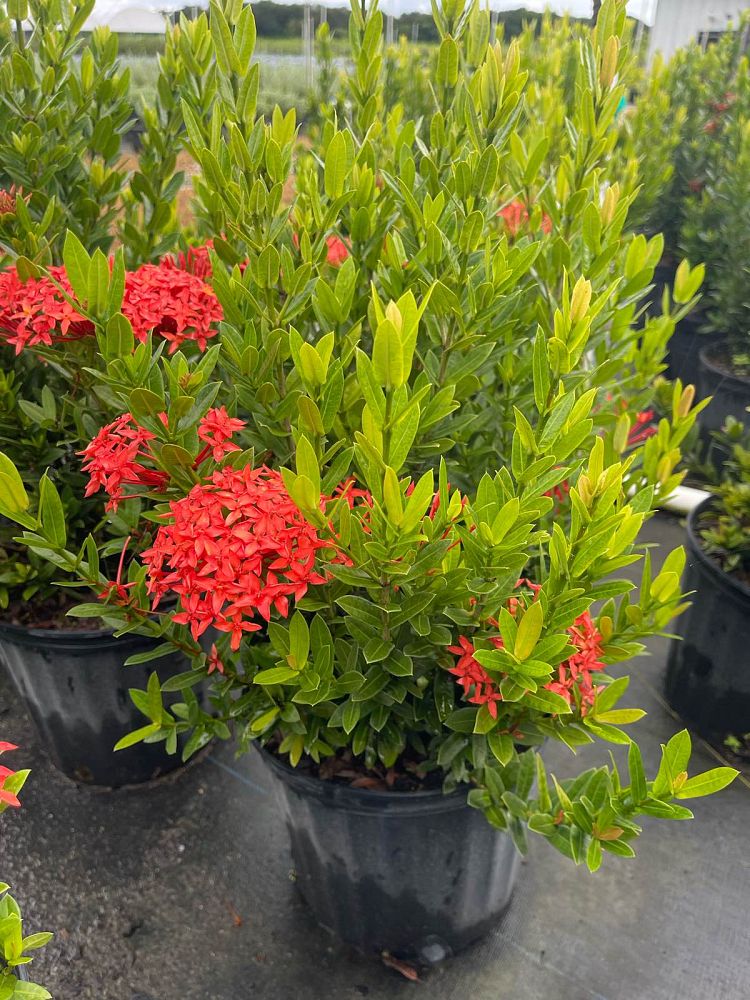 ixora-taiwanensis-dwarf-red-flame-of-the-woods-jungle-flame-dwarf-ixora