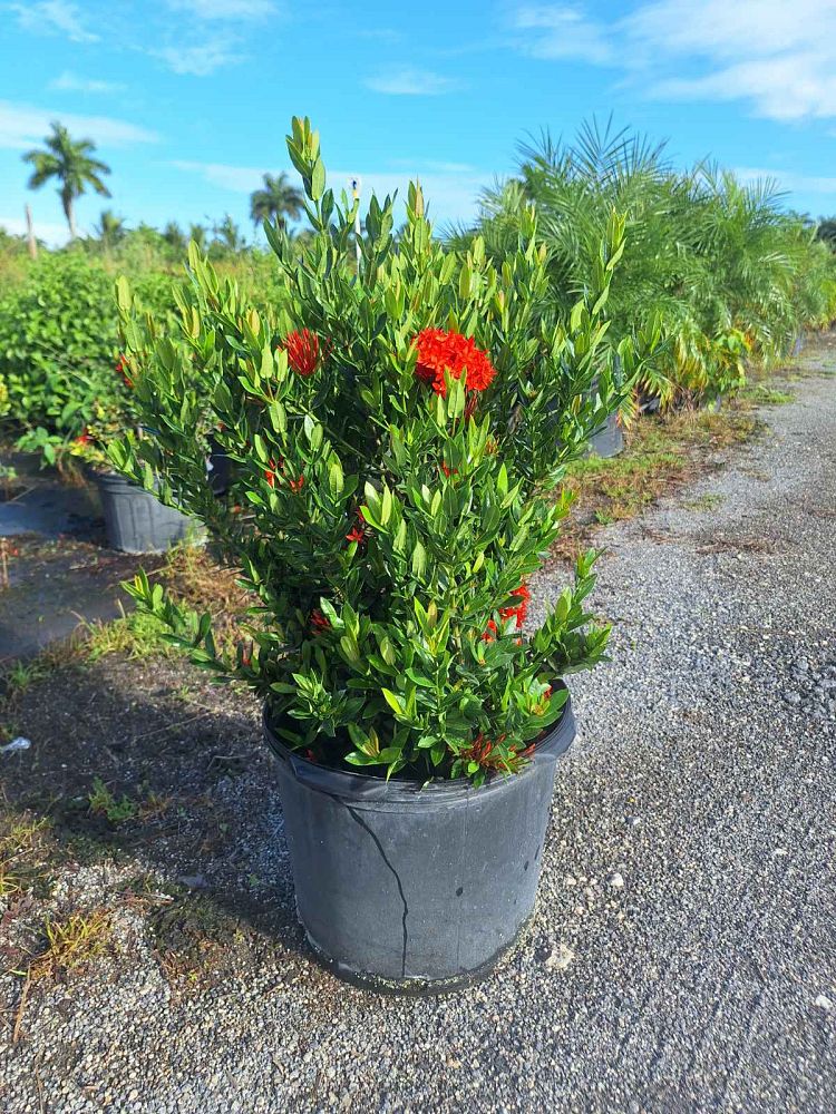 ixora-taiwanensis-dwarf-red-flame-of-the-woods-jungle-flame-dwarf-ixora