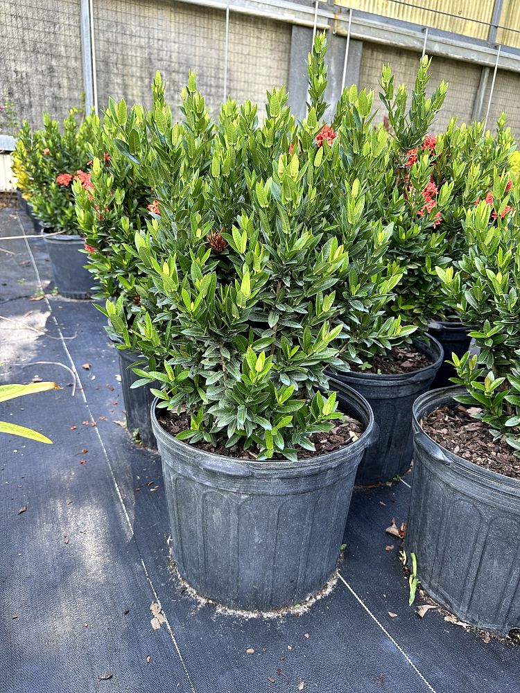 ixora-taiwanensis-dwarf-red-flame-of-the-woods-jungle-flame-dwarf-ixora