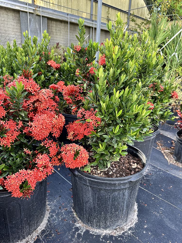 ixora-taiwanensis-dwarf-red-flame-of-the-woods-jungle-flame-dwarf-ixora