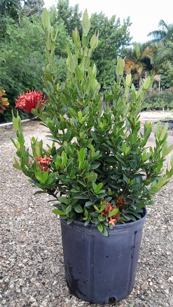 ixora-taiwanensis-dwarf-red-flame-of-the-woods-jungle-flame-dwarf-ixora