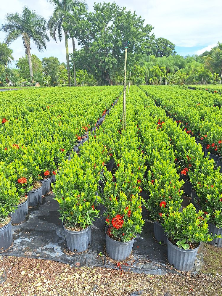 ixora-taiwanensis-dwarf-red-flame-of-the-woods-jungle-flame-dwarf-ixora