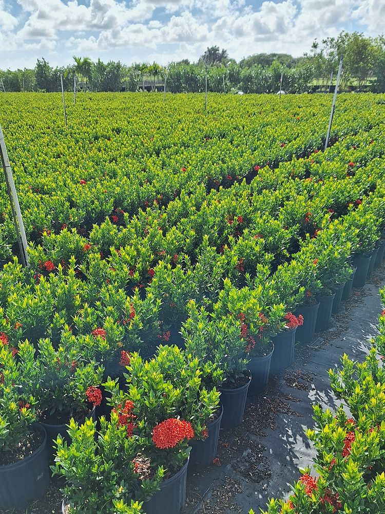 ixora-taiwanensis-dwarf-red-flame-of-the-woods-jungle-flame-dwarf-ixora