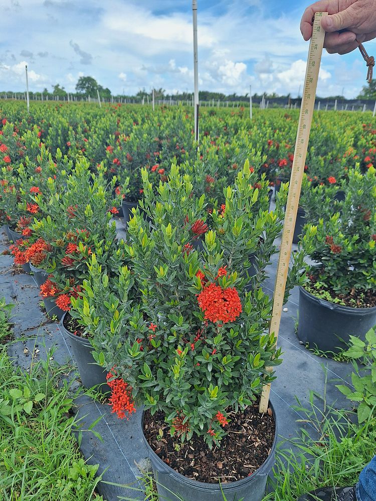 ixora-taiwanensis-dwarf-red-flame-of-the-woods-jungle-flame-dwarf-ixora