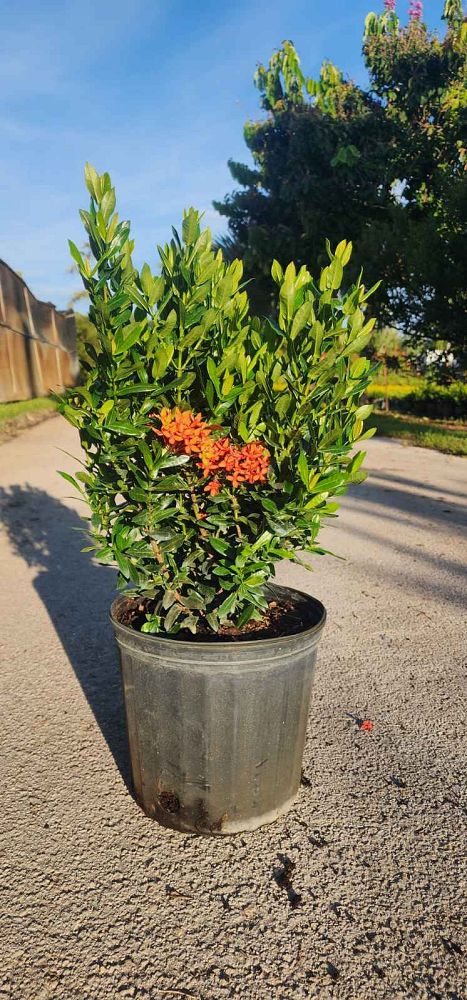 ixora-taiwanensis-dwarf-red-flame-of-the-woods-jungle-flame-dwarf-ixora