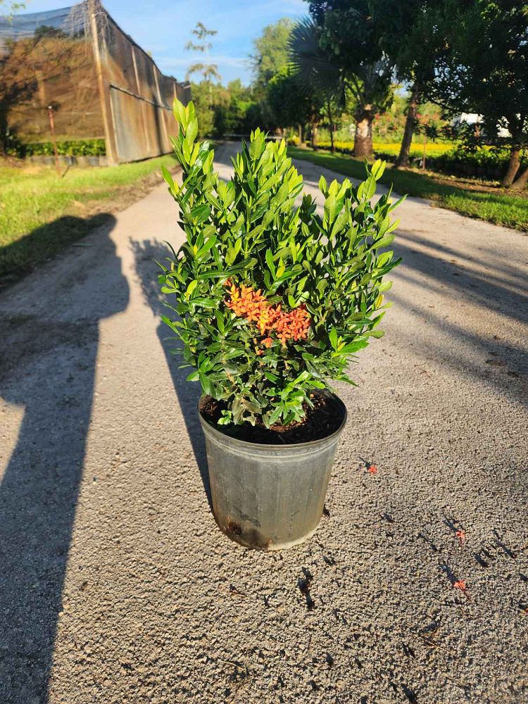 ixora-taiwanensis-dwarf-red-flame-of-the-woods-jungle-flame-dwarf-ixora