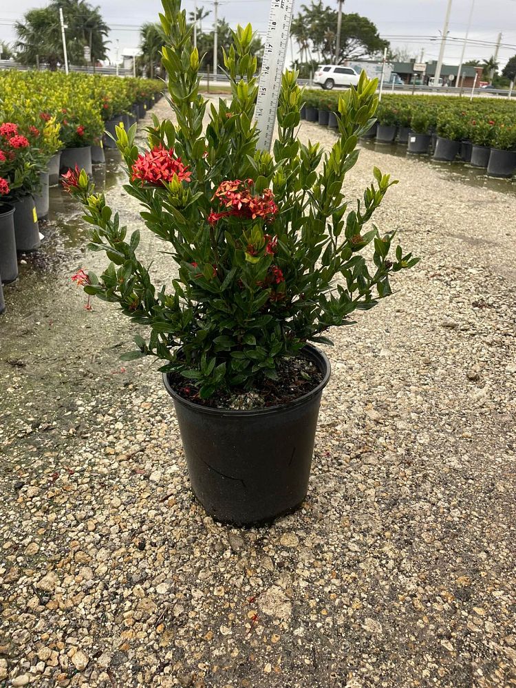 ixora-taiwanensis-dwarf-red-flame-of-the-woods-jungle-flame-dwarf-ixora