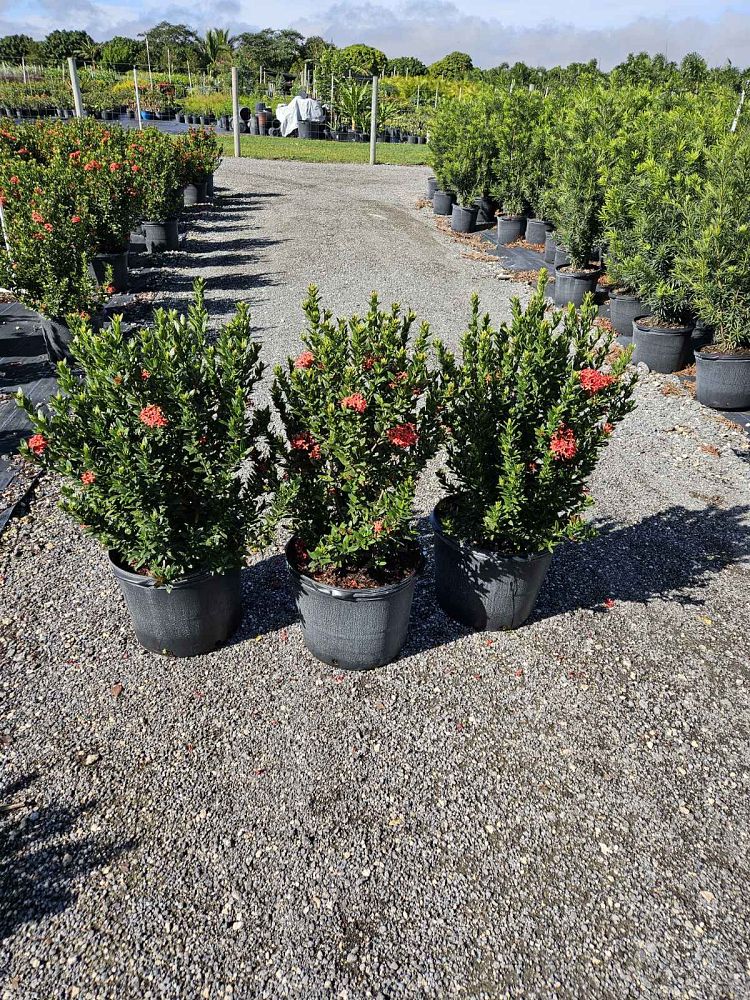 ixora-taiwanensis-dwarf-red-flame-of-the-woods-jungle-flame-dwarf-ixora