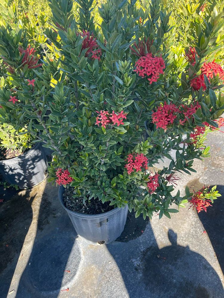 ixora-taiwanensis-dwarf-red-flame-of-the-woods-jungle-flame-dwarf-ixora