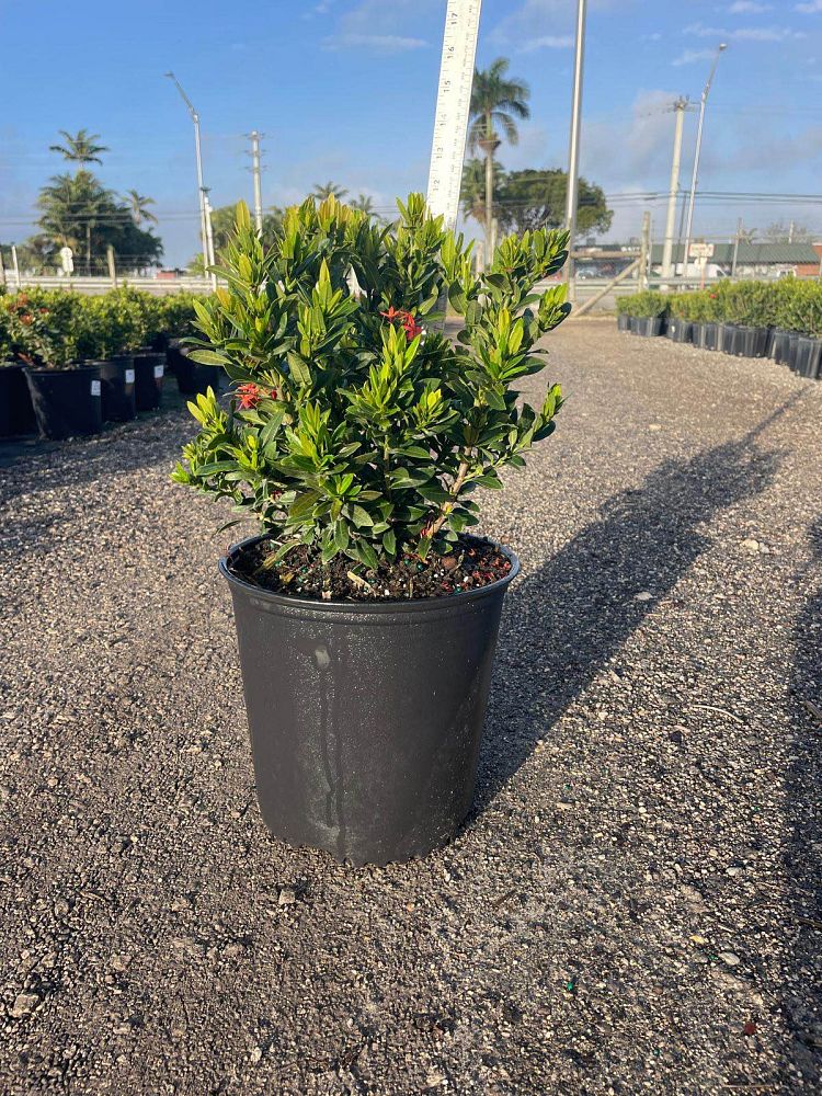 ixora-taiwanensis-dwarf-red-flame-of-the-woods-jungle-flame-dwarf-ixora