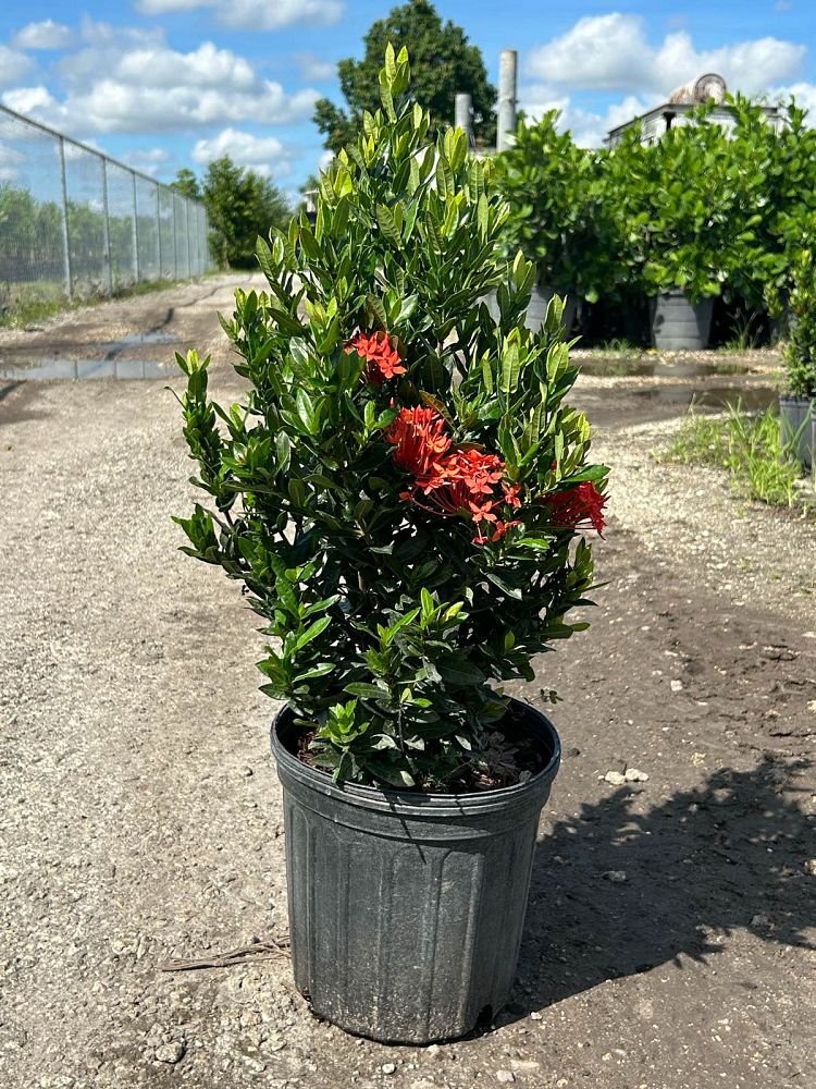 ixora-taiwanensis-ixora-taiwan-dwarf-ixora-petite