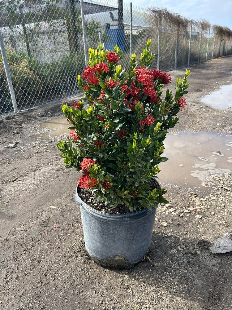 ixora-taiwanensis-ixora-taiwan-dwarf-ixora-petite