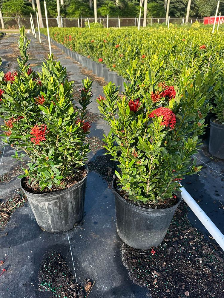 ixora-taiwanensis-ixora-taiwan-dwarf-ixora-petite