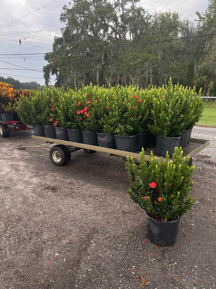 ixora-taiwanensis-ixora-taiwan-dwarf-ixora-petite