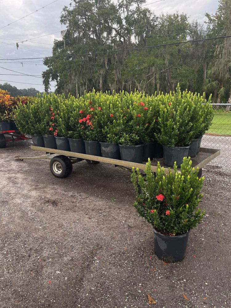 ixora-taiwanensis-ixora-taiwan-dwarf-ixora-petite