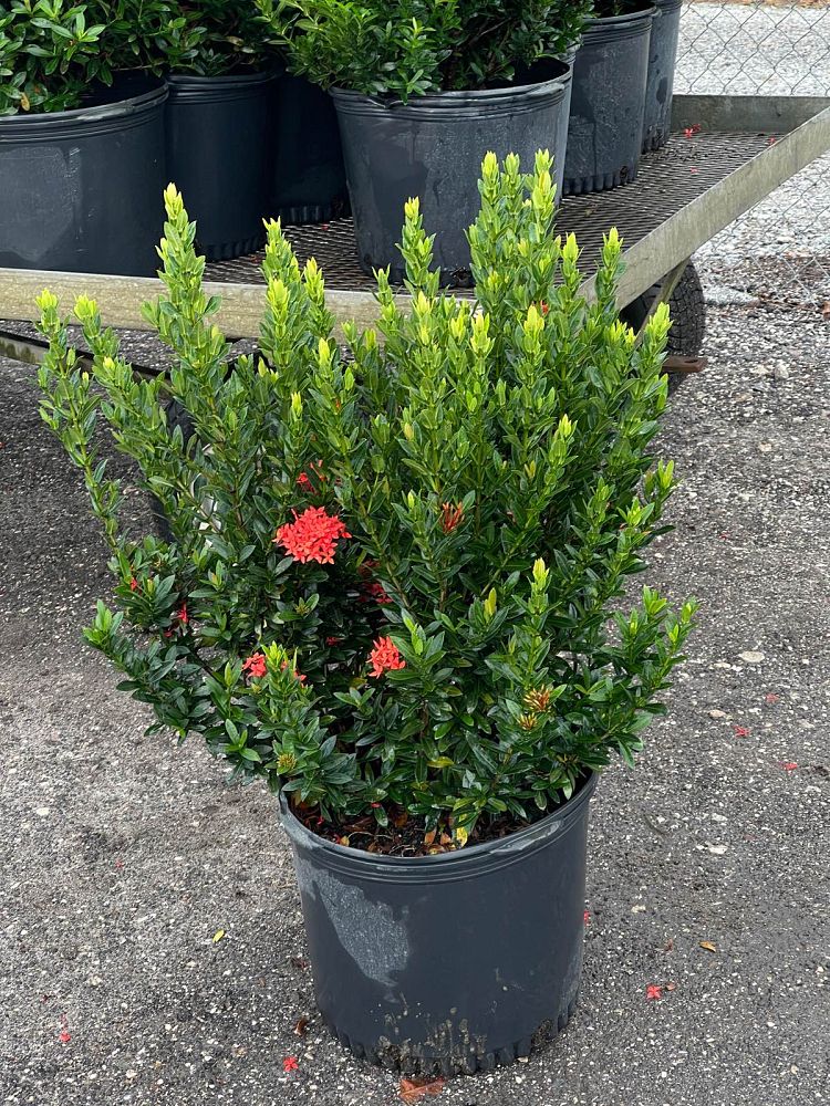 ixora-taiwanensis-ixora-taiwan-dwarf-ixora-petite