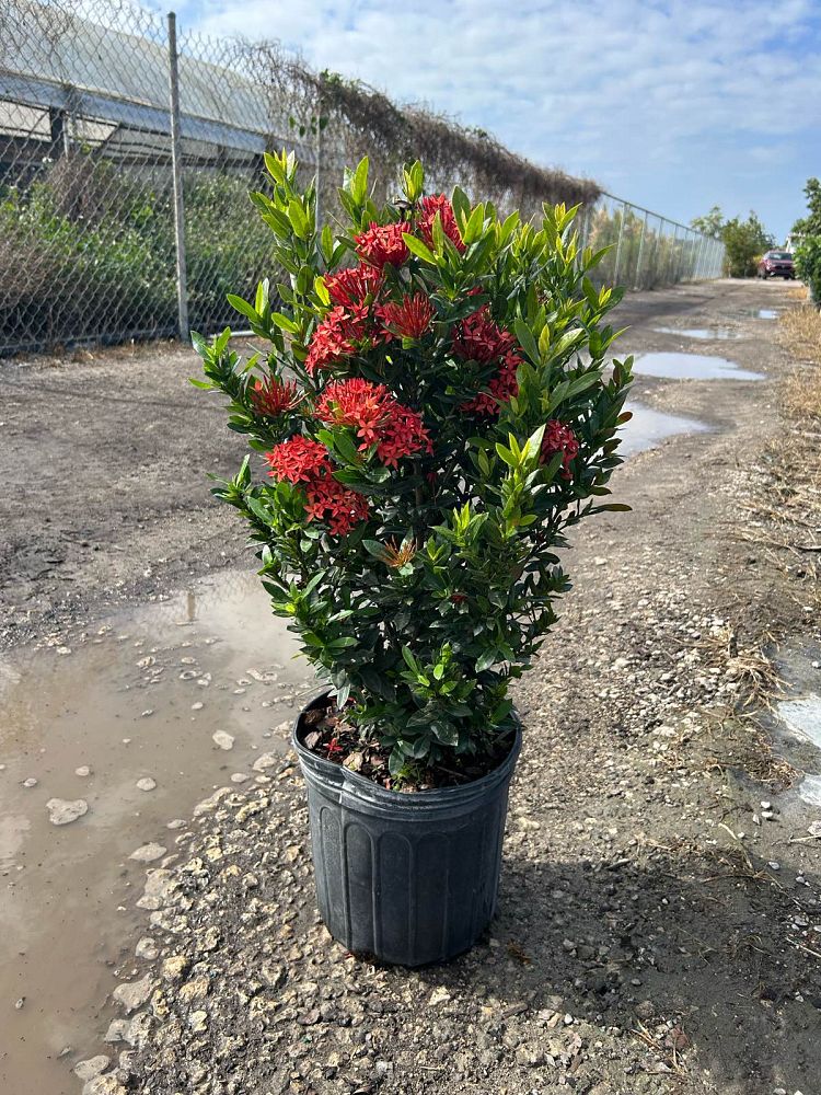 ixora-taiwanensis-ixora-taiwan-dwarf-ixora-petite