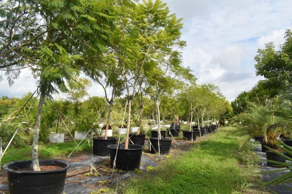 jacaranda-mimosifolia-jacaranda-tree