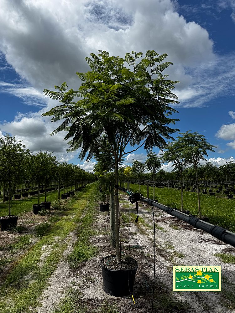 jacaranda-mimosifolia-jacaranda-tree